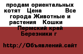 продам ориентальных котят › Цена ­ 5 000 - Все города Животные и растения » Кошки   . Пермский край,Березники г.